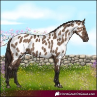 Horse Color:Liver Red Dun Near Leopard Rabicano 
