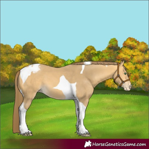 Horse Color:Amber Cream Champagne Tobiano Varnish 