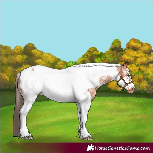 Horse Color:Bay Sabino Tobiano Frame Varnish 