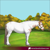 Horse Color:Bay Sabino Tobiano Frame Appaloosa
