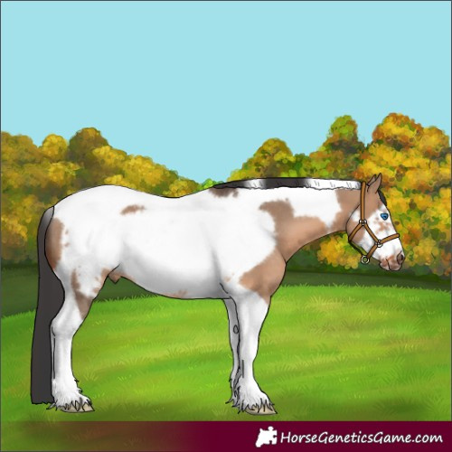 Horse Color:Brown Dun Tobiano Frame Rabicano 