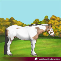 Horse Color:Brown Dun Tobiano Frame Rabicano