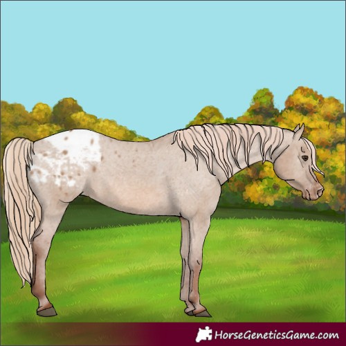 Horse Color:Red Dun Blanket 