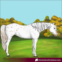 Horse Color:Red Dun Appaloosa 