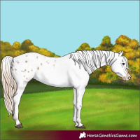 Horse Color:Red Dun Appaloosa 