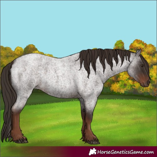 Horse Color:Liver Red Roan 