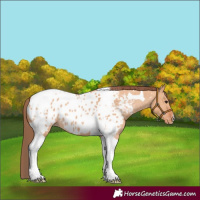 Horse Color:Bay Dun Tobiano Appaloosa 