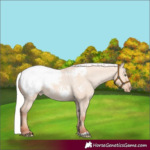 Horse Color:Silver Classic Champagne Dun Snowcap 