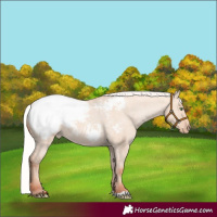 Horse Color:Silver Classic Champagne Dun Appaloosa 