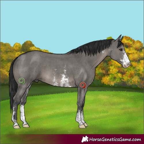 Horse Color:Grullo Sabino 