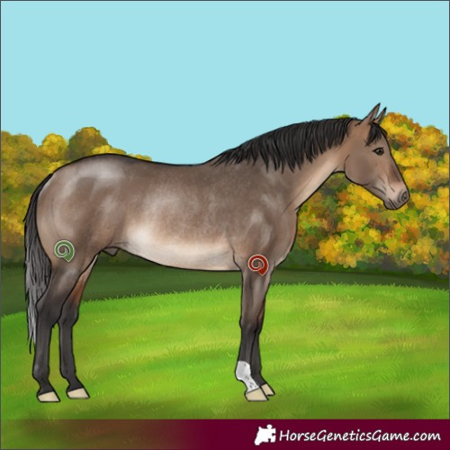 Horse Color:Brown Dun Rabicano