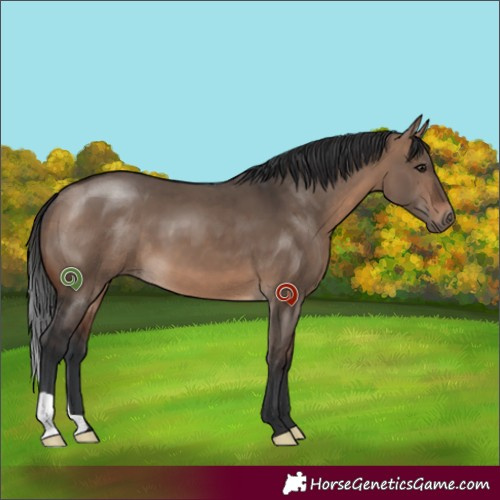 Horse Color:Brown Dun 