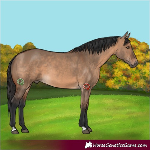 Horse Color:Brown Dun Rabicano 