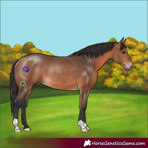 Horse Color:Bay Rabicano 