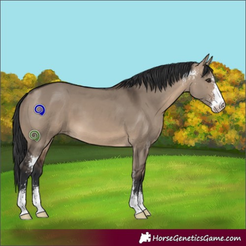 Horse Color:Brown Dun Sabino