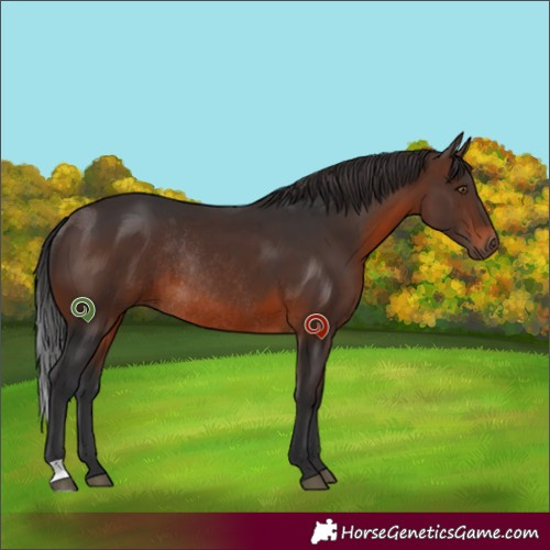 Horse Color:Brown Rabicano 
