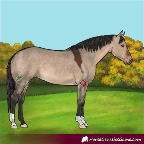 Horse Color:Brown Dun 