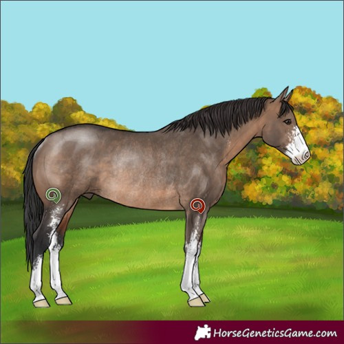 Horse Color:Brown Dun Sabino Rabicano 