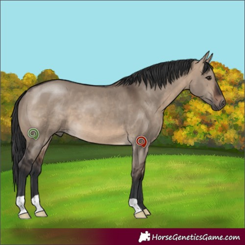 Horse Color:Brown Dun