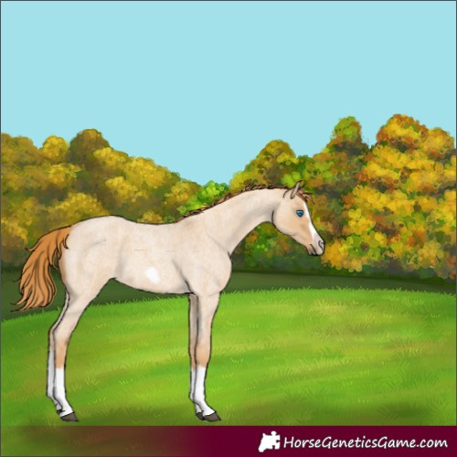 Horse Color:Red Dun Roan Splash Frame Rabicano 