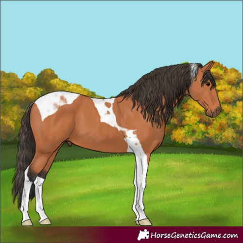 Horse Color:Bay Tobiano 