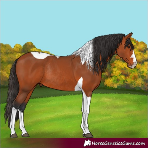 Horse Color:Bay Tobiano Rabicano