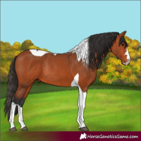Horse Color:Bay Tobiano Rabicano 