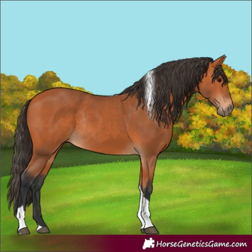 Horse Color:Bay Tobiano Rabicano