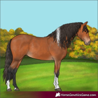 Horse Color:Bay Tobiano Rabicano