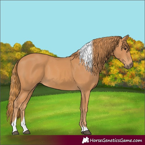 Horse Color:Chestnut Tobiano Rabicano