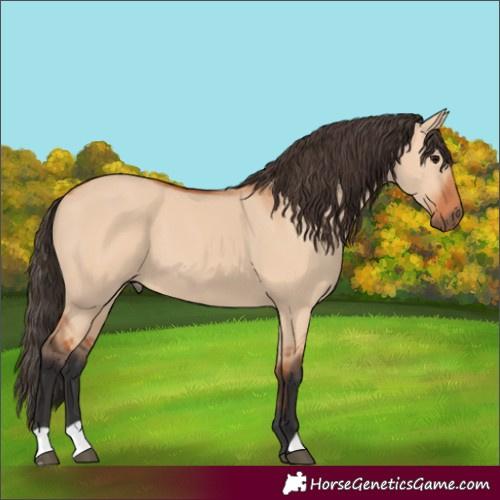 Horse Color:Bay Dun