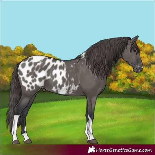 Horse Color:Grullo Tobiano Appaloosa 