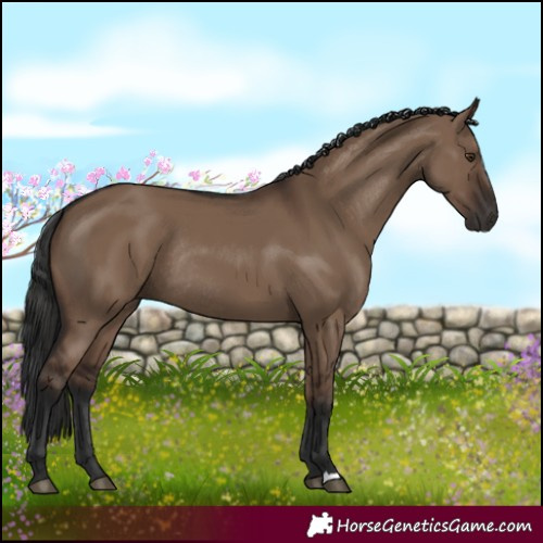 Horse Color:Liver Red Dun Rabicano