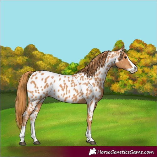 Horse Color:Chestnut Splash Appaloosa 