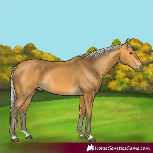 Horse Color:Silver Buckskin 