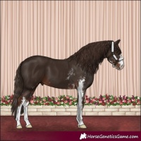 Horse Color:Liver Chestnut Sabino