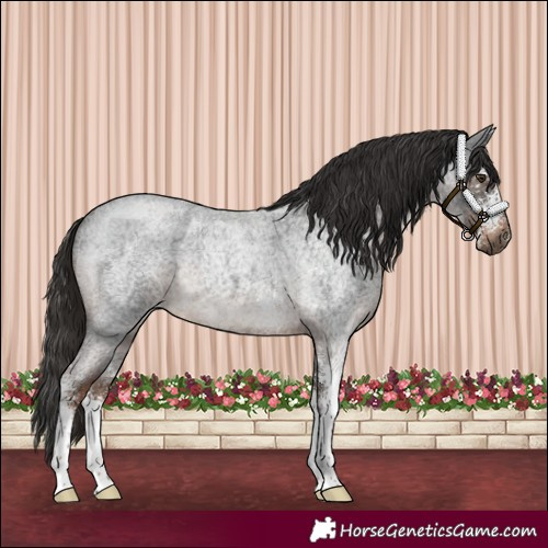 Horse Color:Liver Red Roan Sabino 