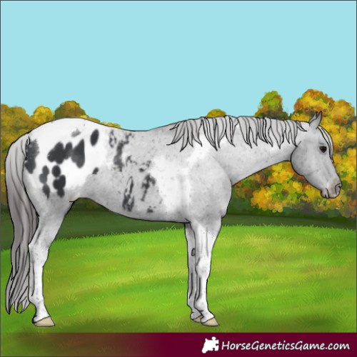 Horse Color:Black Tobiano Appaloosa