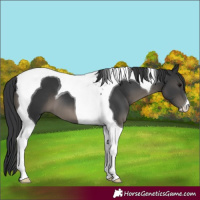 Horse Color:Black Tobiano