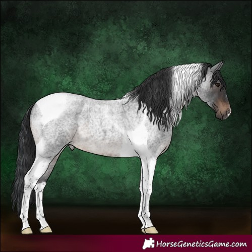 Horse Color:Brown Roan Tobiano 