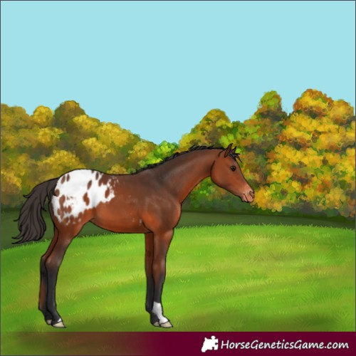 Horse Color:Bay Appaloosa