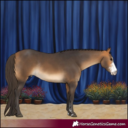 Horse Color:Buckskin Sabino Rabicano 