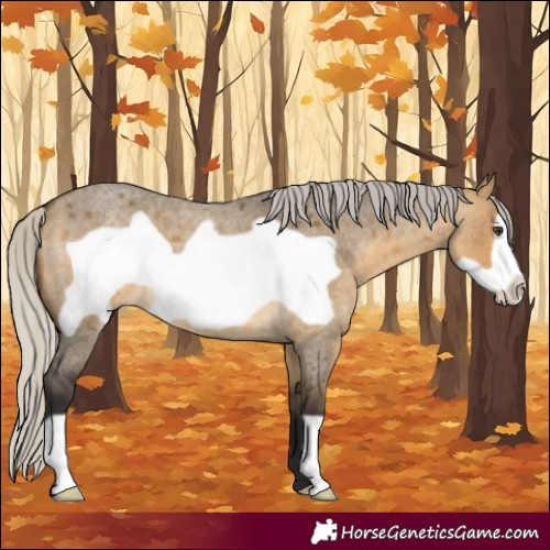 Horse Color:Silver Buckskin Roan Dun Frame 