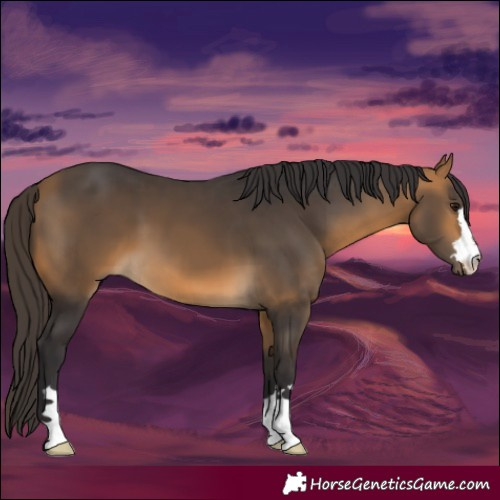 Horse Color:Buckskin 