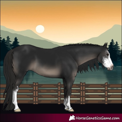Horse Color:Gray Black Sabino 