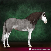 Horse Color:Liver Red Roan Sabino Splash
