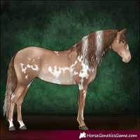 Horse Color:White Spotted Liver Chestnut Pearl 
