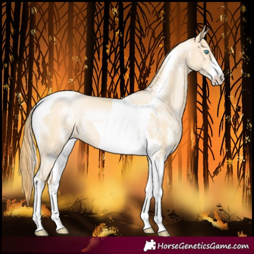 Horse Color:Buckskin Pearl Sabino Tobiano 