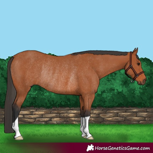 Horse Color:Bay Rabicano 