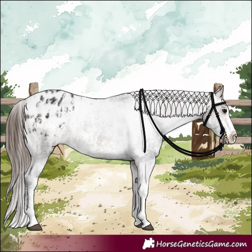 Horse Color:Bay Sabino Splash Blanket  and Bay Sabino Splash Blanket 